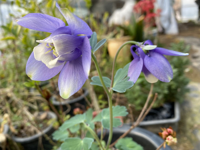 하늘매발톱 - shape columbine, Aquilegia flabellata Siebold & Zucc. var. pumila (Huth) Kudo
