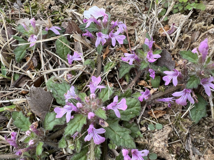 금창초 - Ajuga decumbens Thunb.
