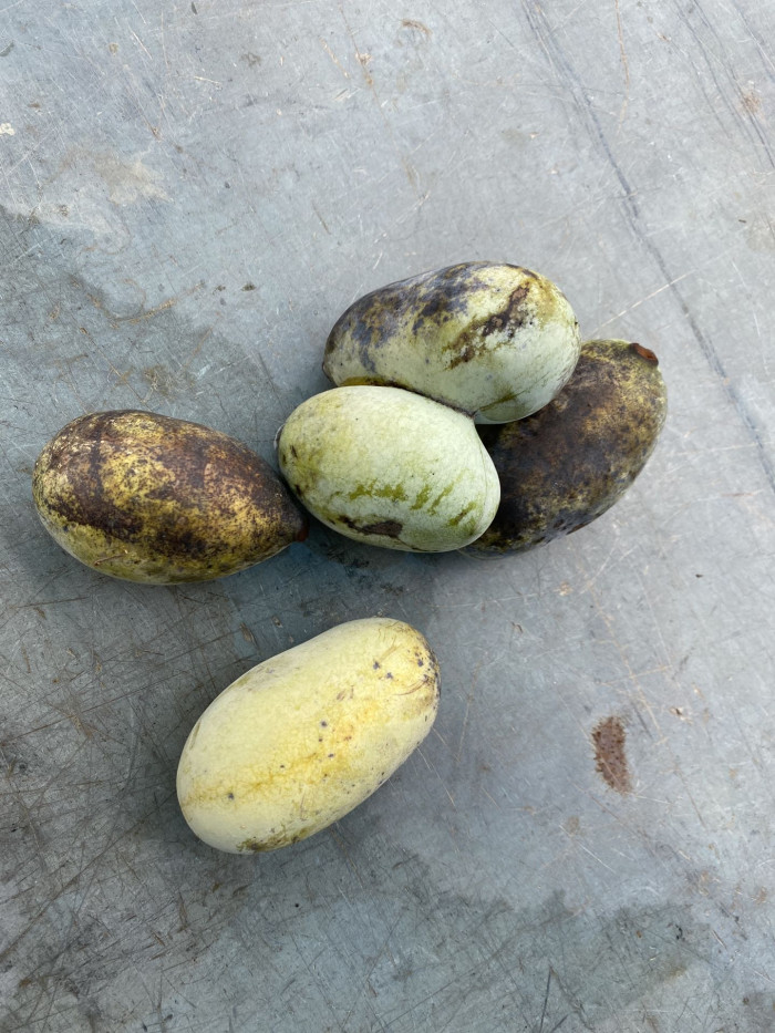 포포나무 - Sunflower pawpaw, Asimina triloba