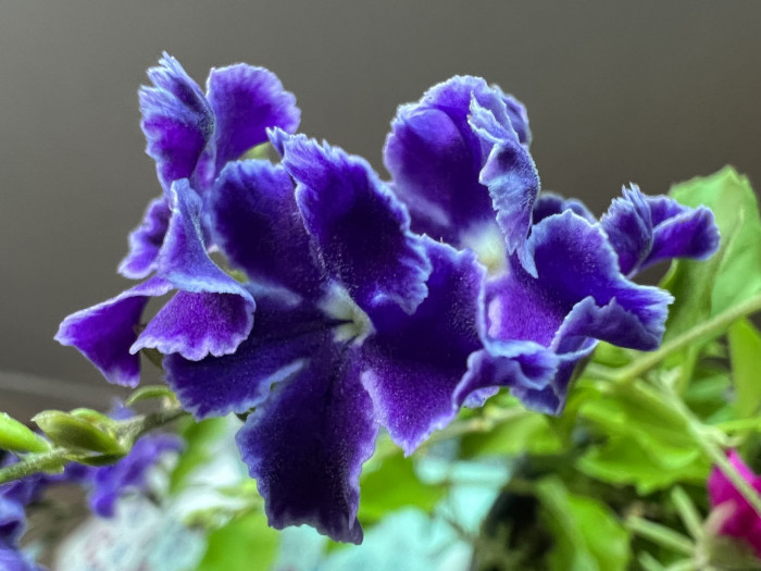 듀란타 - Duranta repens, Duranta erecta L