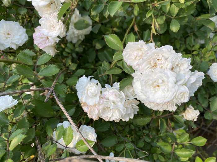 장미 - Rose, Rosa hybrida