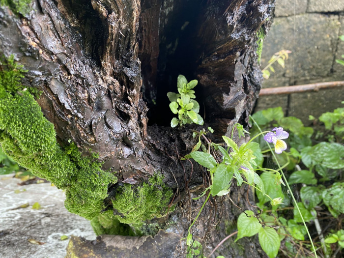 삼색제비꽃 - heartsease, Viola tricolor L.