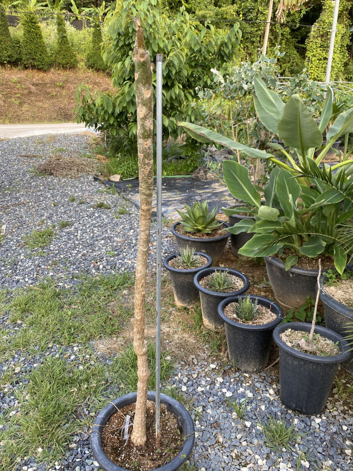 러브하와이 - Flumeria, Plumeria Alba