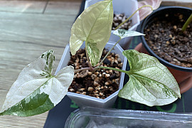 무늬싱고니움 - Syngonium podophyllum albo-variegatum