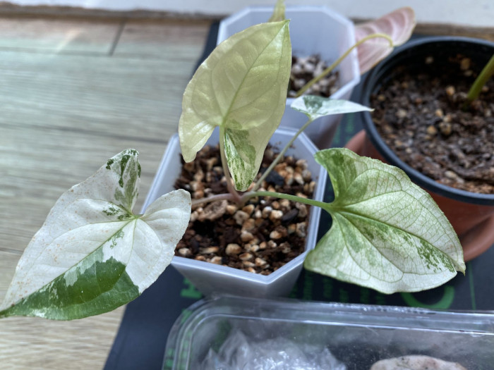 무늬싱고니움 - Syngonium podophyllum albo-variegatum