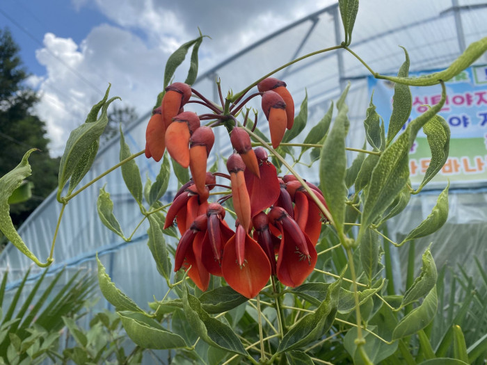 브라질 산호나무 - cockspur coral tree, Erythrina crista-galli L.