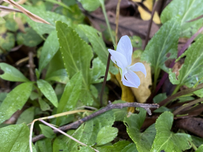 흰제비꽃 - White Pensy, Viola patrinii DC. ex Ging.