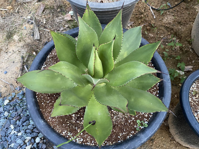 아가베 보비코르누타 - Agave bovicornuta