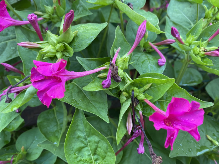 분꽃 - Mirabilis jalapa L.