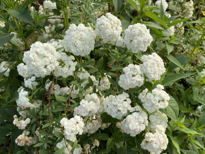 만첩조팝나무 - Spiraea prunifolia Siebold & Zucc.