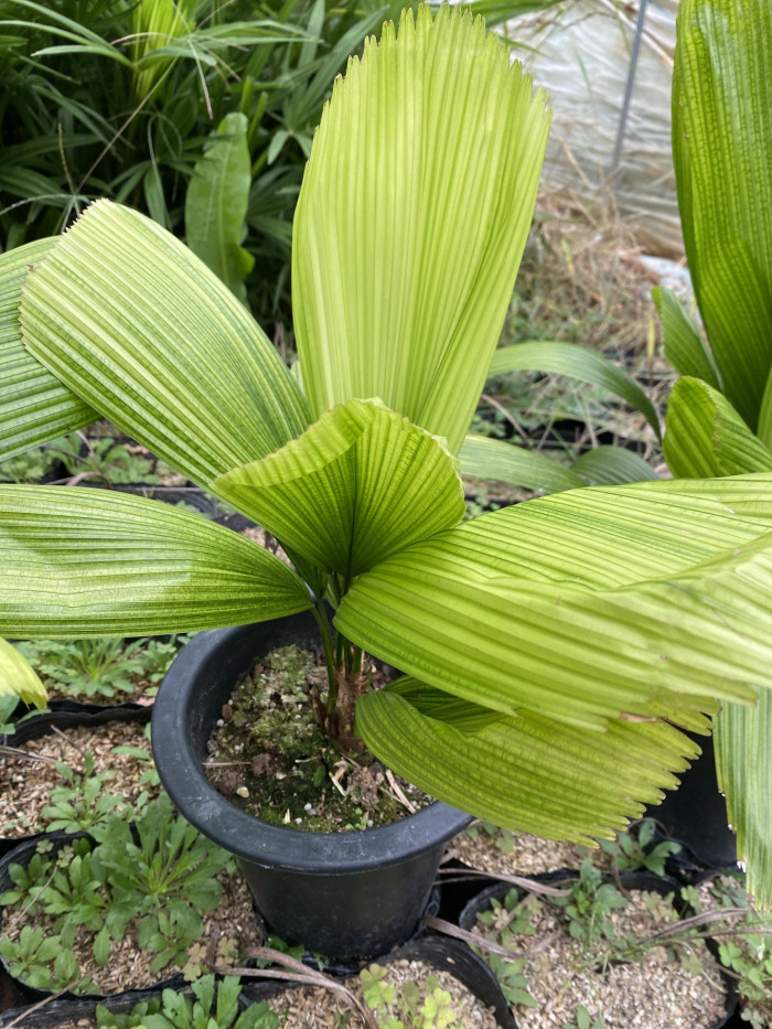 바누아트 부채야자 - Ruffled Fan Palm, Vanuatu Fan Palm, Palas Palm, Licuala grandis H.Wendl.