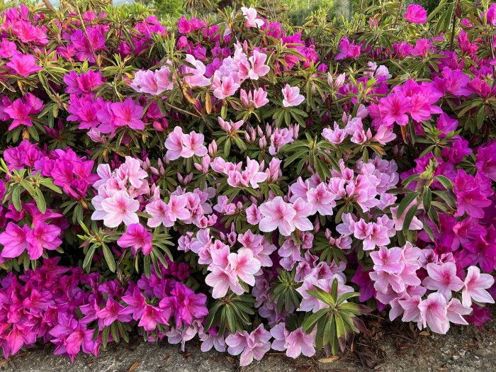 철쭉 - Deciduous Azalea, Rhododendron schlippenbachii Maxim.