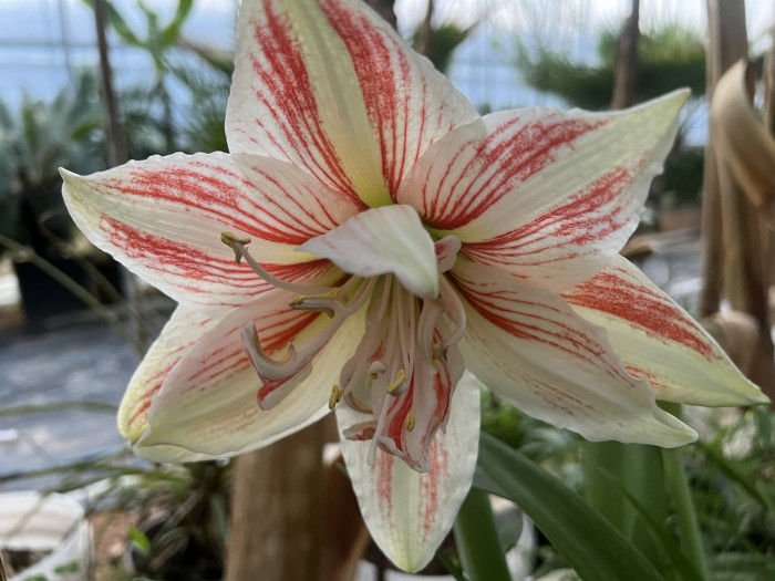아마릴리스 - amaryllis, Hippeastrum puniceum (Lam.) Voss