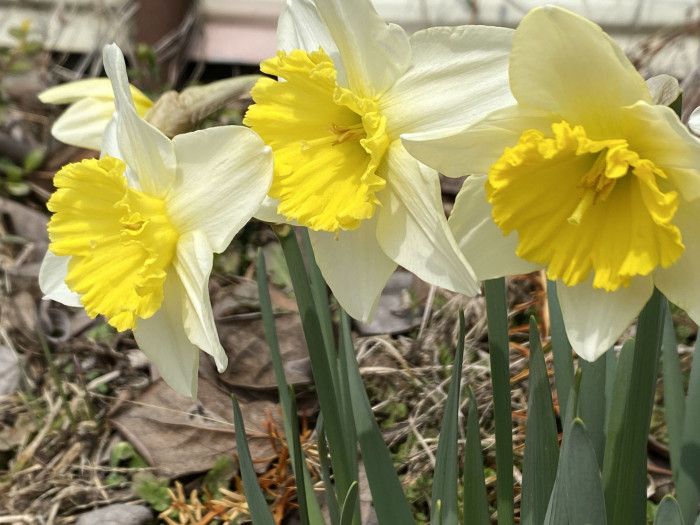 수선화 - daffodil, Narcissus tazetta var. chinensis