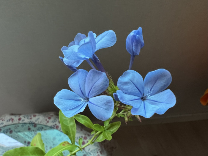 프롬바고 - Plumbago, Leadwort, Plumbago europaea L. 
