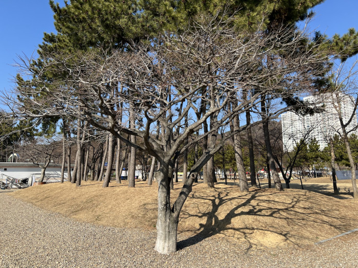팽나무 - Celtis Sinensis