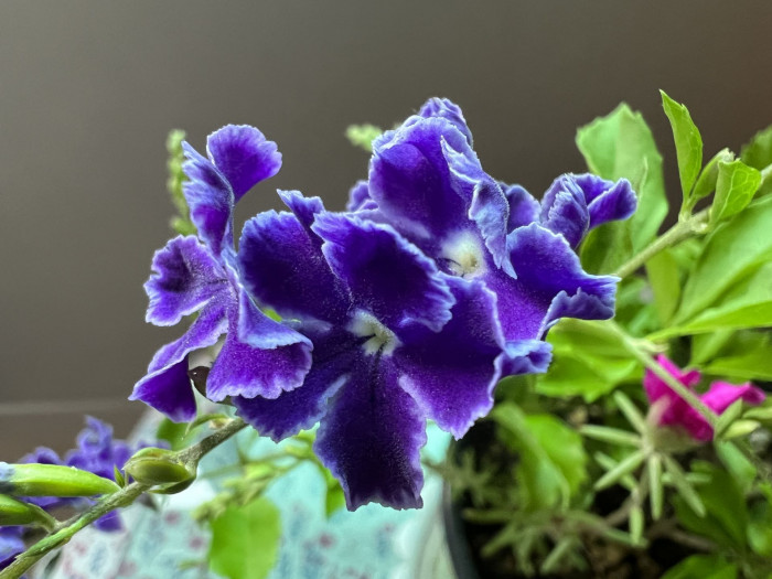 듀란타 - Duranta repens, Duranta erecta L