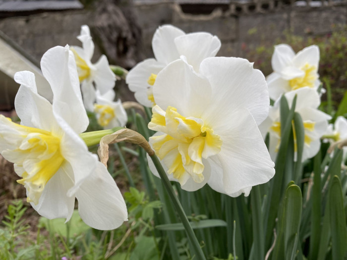 수선화 - daffodil, Narcissus tazetta var. chinensis