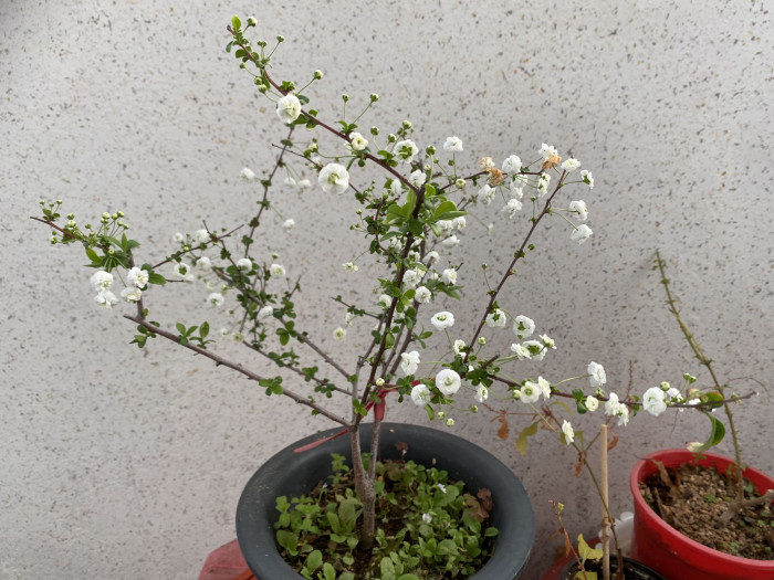 만첩조팝나무 - Spiraea prunifolia Siebold & Zucc.