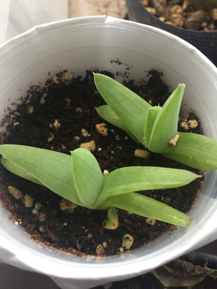 알로에 폴리필라 - Spiral Aloe, Aloe polyphylla
