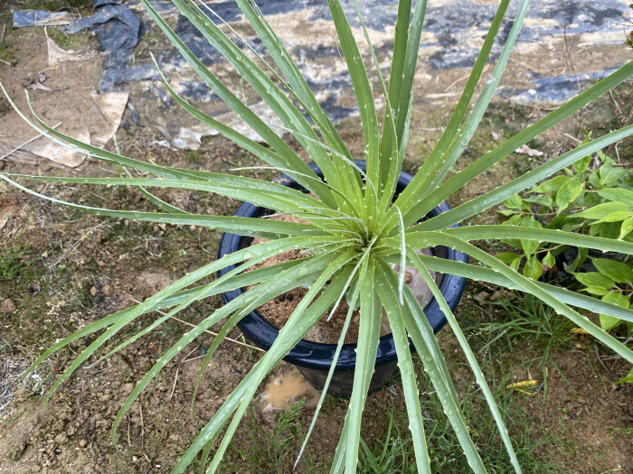 푸야 칠렌시스 - Sheep eating plant, Puya chilensis