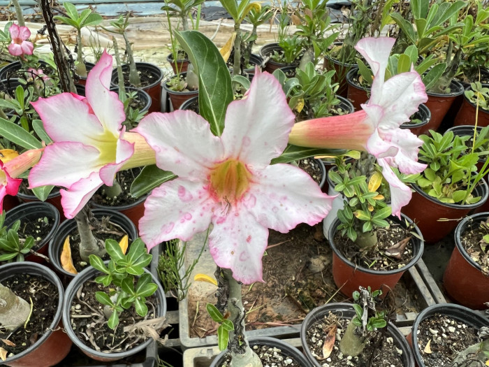 석화 - Adenium obesm, Adenium