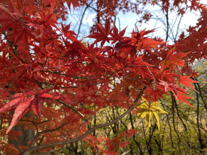 단풍나무 - Acer palmatum Thunb. ex Murray, Acer palmatum Thunb. ex Murray