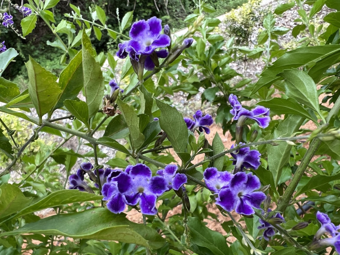 듀란타 - Duranta repens, Duranta erecta L