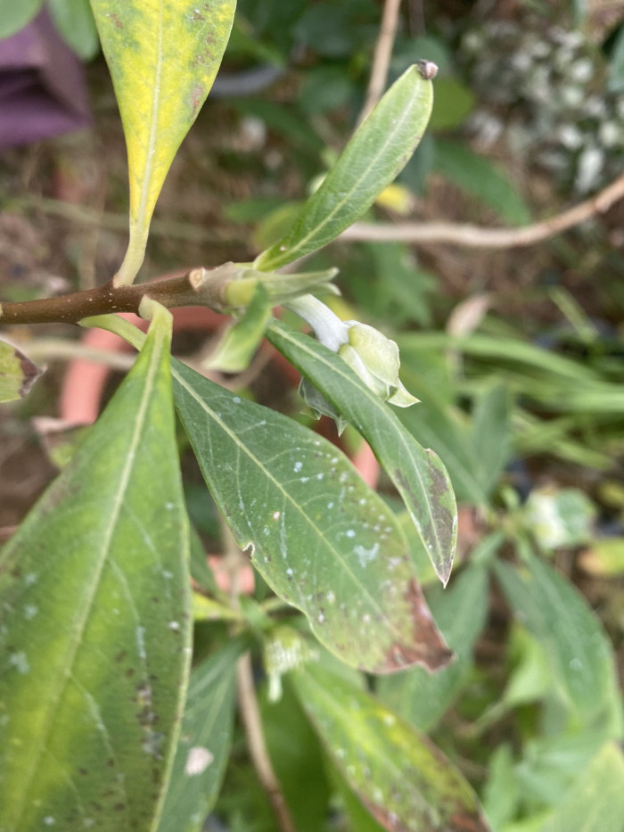 삼지닥나무 - Edgeworthia chrysantha Lindl.