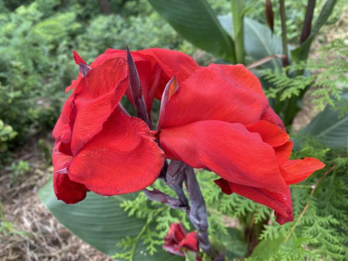 칸나 - Canna lily, Canna spp