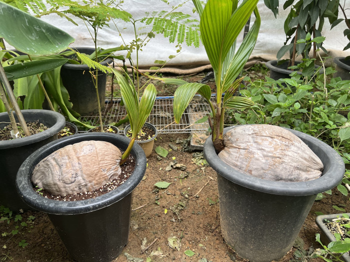 코코넛야자 - Coconut palm