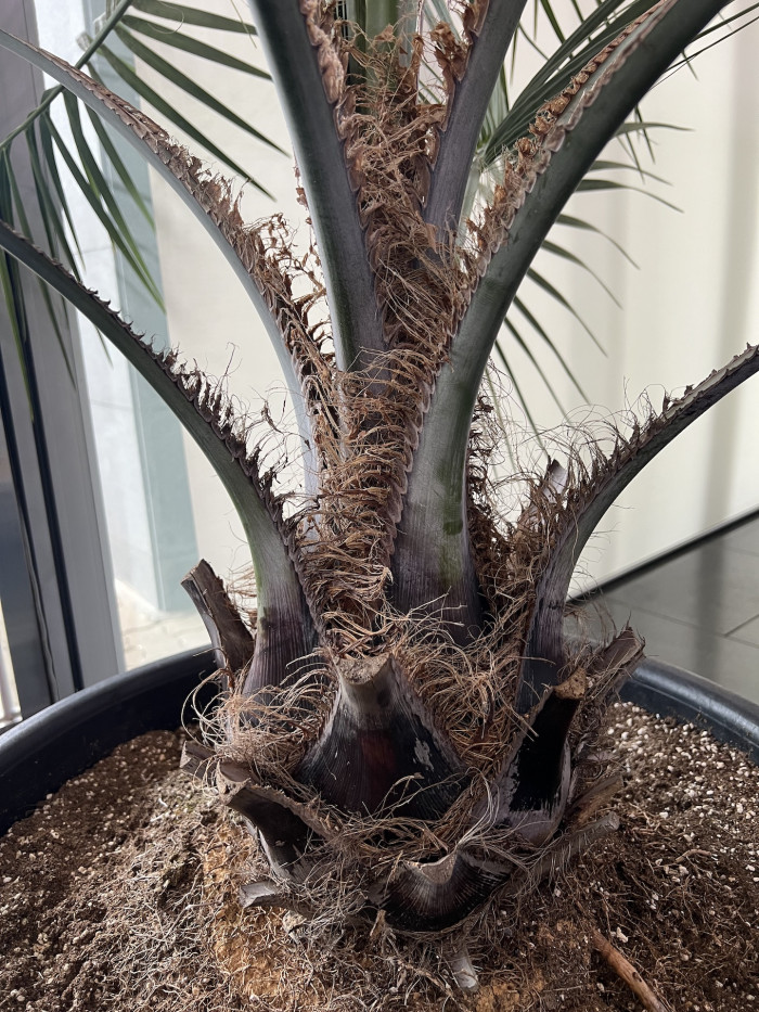 뷰티아야자 - Butia Odorata
