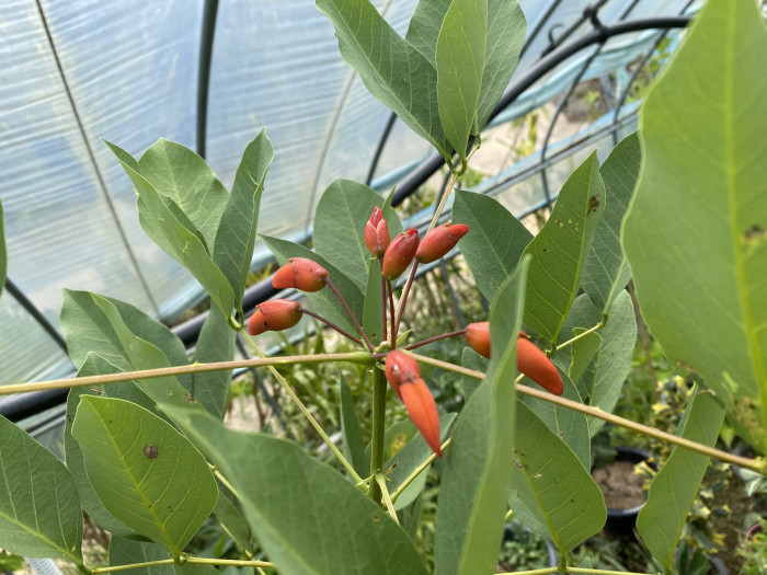 브라질 산호나무 - cockspur coral tree, Erythrina crista-galli L.