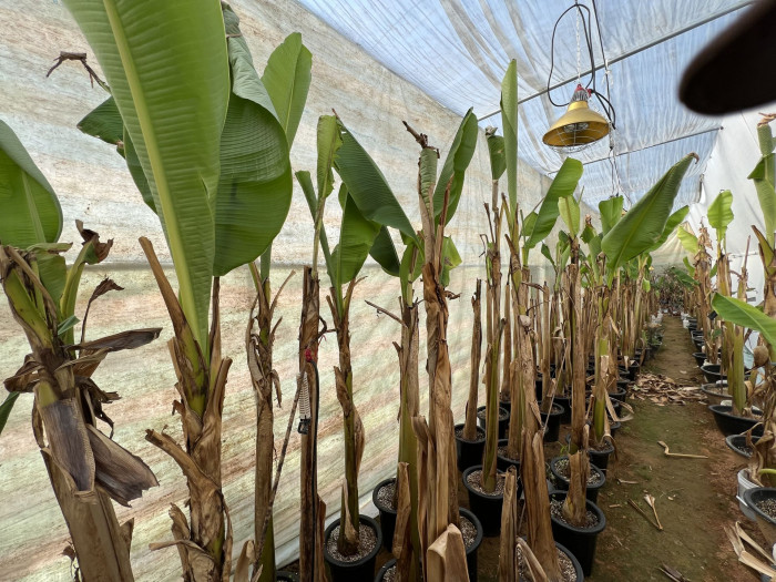 파초 - Japanese banana, Japanese fibre banana, hardy banana, Musa basjoo Siebold & Zucc.