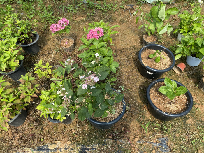 수국 - Hydrangea, Hydrangea macrophylla (Thunb.) Ser. for. otaksa (Siebold & Zucc.) E. H. Wilson