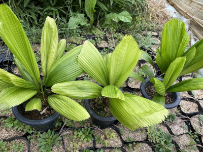 바누아트 부채야자 사진 - Licuala grandis H.Wendl. Photos