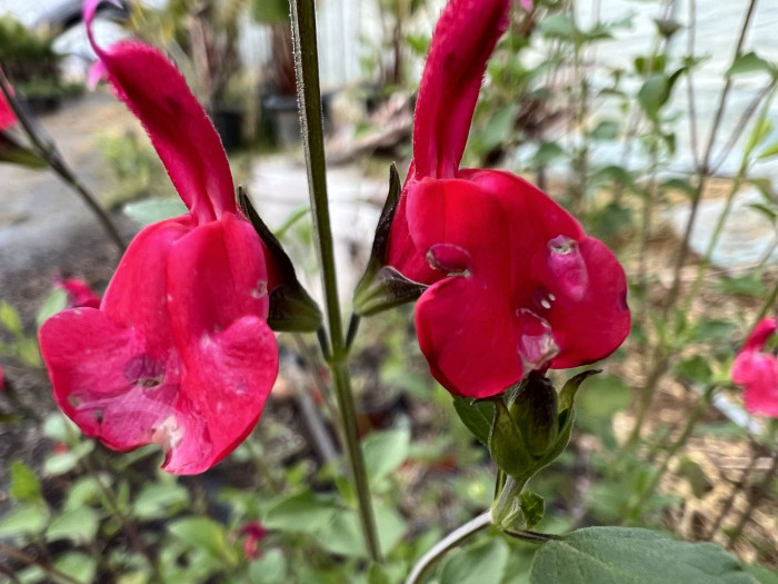 핫립세이지 - HotLipsSage, Salvia Microphylla
