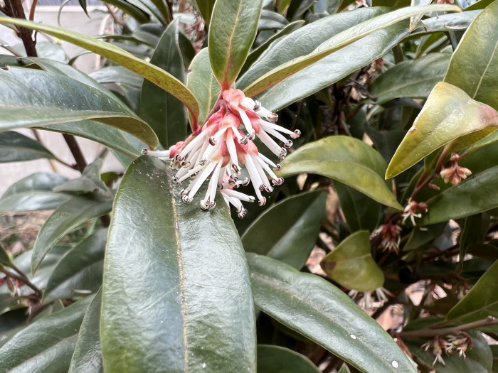 스위트박스 - Sarcococca Hookeriana
