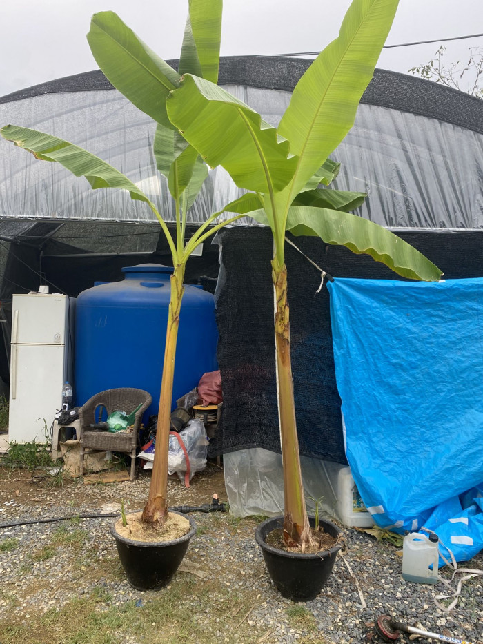 파초 - Japanese banana, Japanese fibre banana, hardy banana, Musa basjoo Siebold & Zucc.