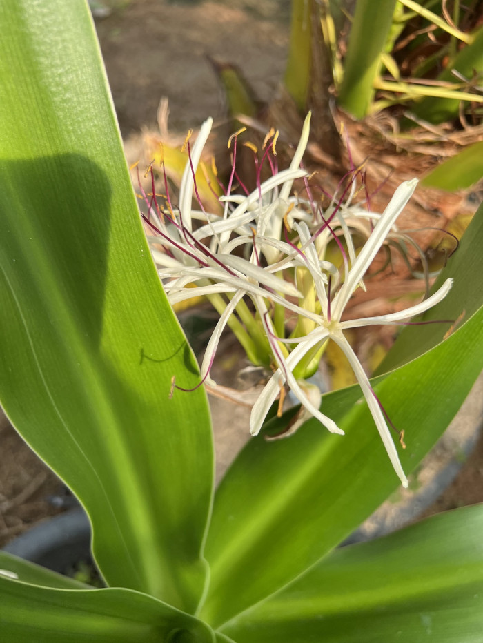 문주란 - poison bulb, giant crinum lily, grand crinum lily, spider lily, Crinum asiaticum var. japonicum Baker