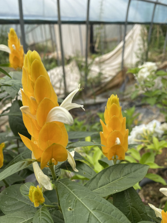 노란새우꽃 - Yellow shirmp plant, Pachystachys lutea Nees