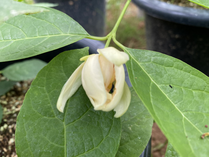자주받침꽃 - Calycanthus fertilis