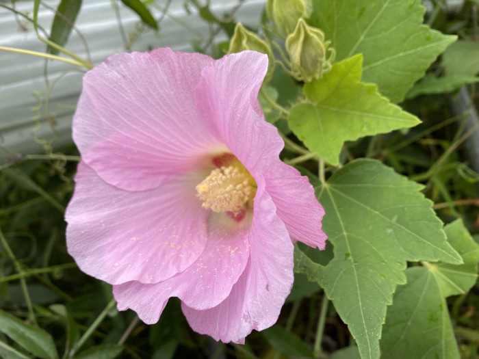 코튼로즈 - Cotton Rose, Confederate Rose, Hibiscus mutabilis ‘Cotton Rose’
