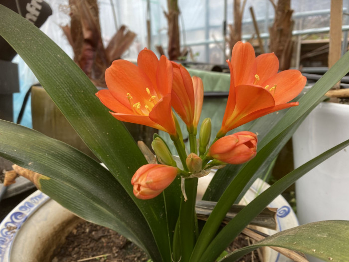 군자란 - Clivia miniata Regel