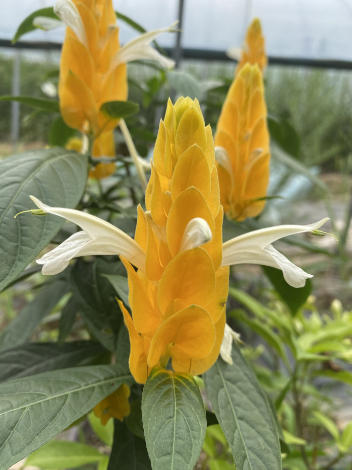 노란새우꽃 - Yellow shirmp plant, Pachystachys lutea Nees