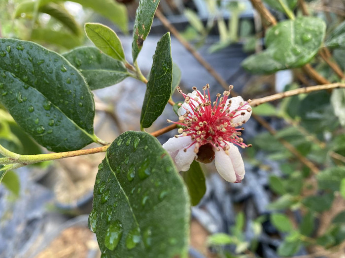 페이조아 - Feijoa, Feijoa sellowiana o.berg