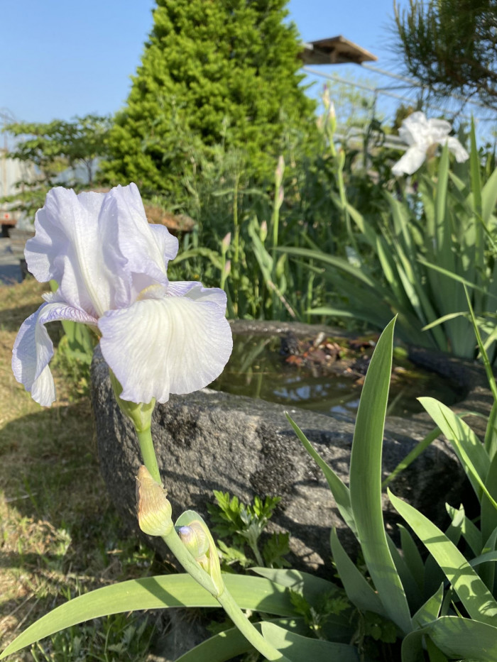 독일붓꽃 - German iris, Iris germanica L.