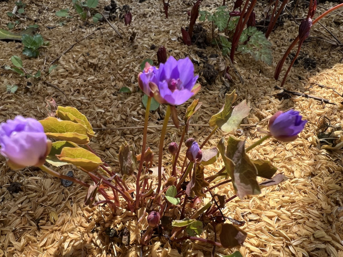 깽깽이풀 - Jeffersonia Dubia