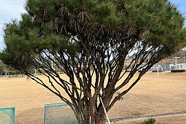 반송 - Pinus densiflora for. multicaulis Uyeki
