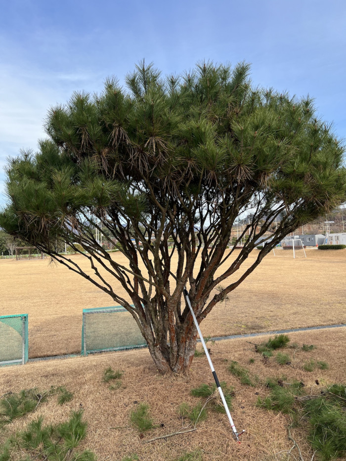 반송 - Pinus densiflora for. multicaulis Uyeki